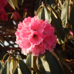 rhododendron-in-ghorepani