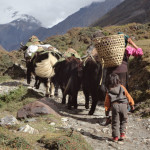 tsum-valley-yak-trails