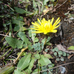 tsum-valley-flowers